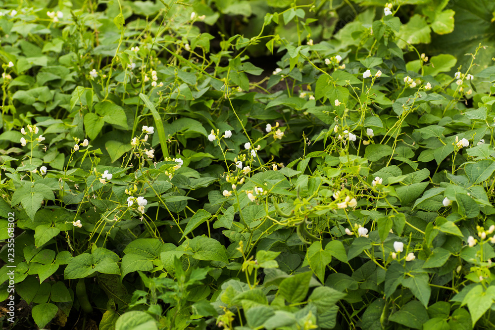 Flowers of green bean on a bush. French beans growing on the field. Plants of flowering string beans. snap beans slices. haricots vert close up. Flowers of green bean on a bush. French beans growing on the field. Plants of flowering string beans. snap beans slices. haricots vert close up.