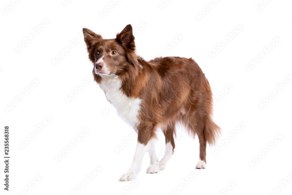 Fototapeta premium border collie dog