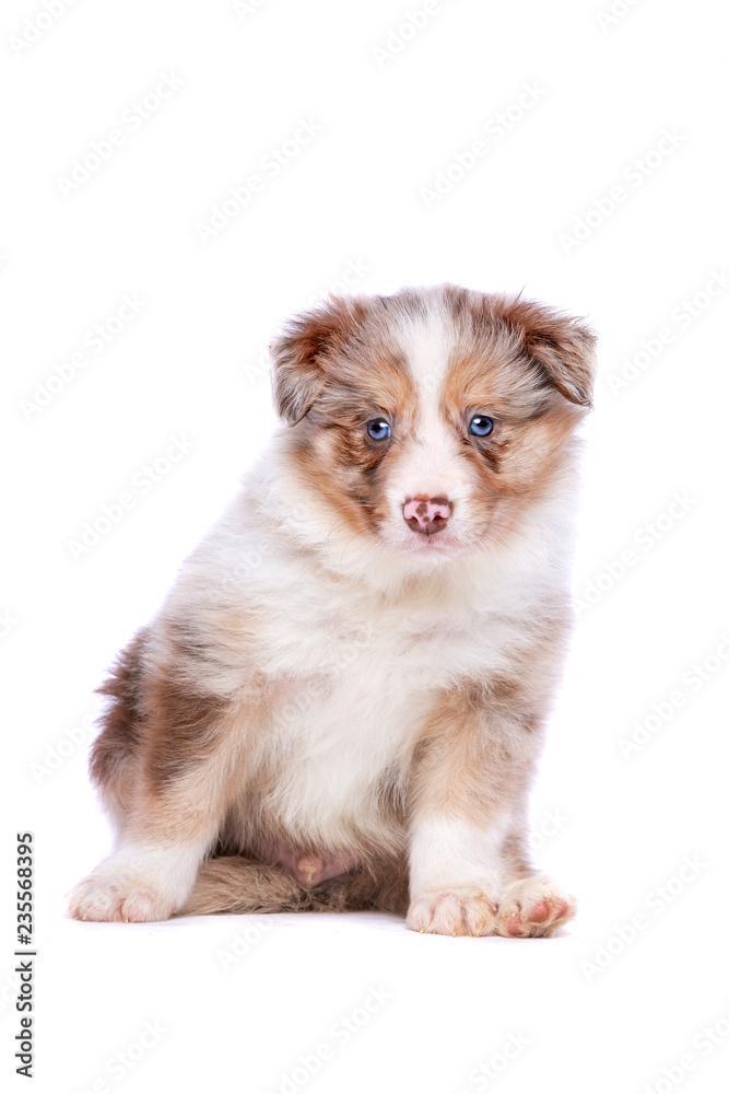 border collie puppy border collie puppy