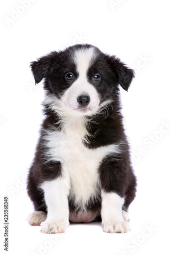 border collie puppy © Erik Lam