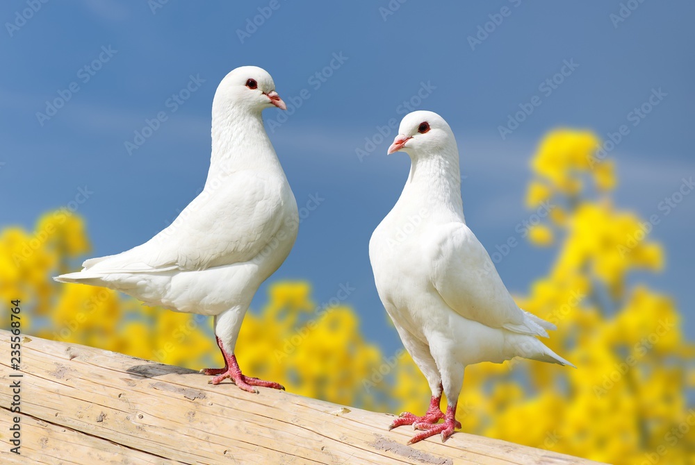 two white pigeons on perch