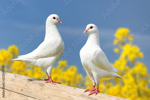 two white pigeons on perch