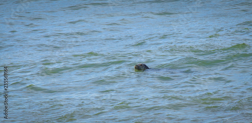 little seal in the ocean