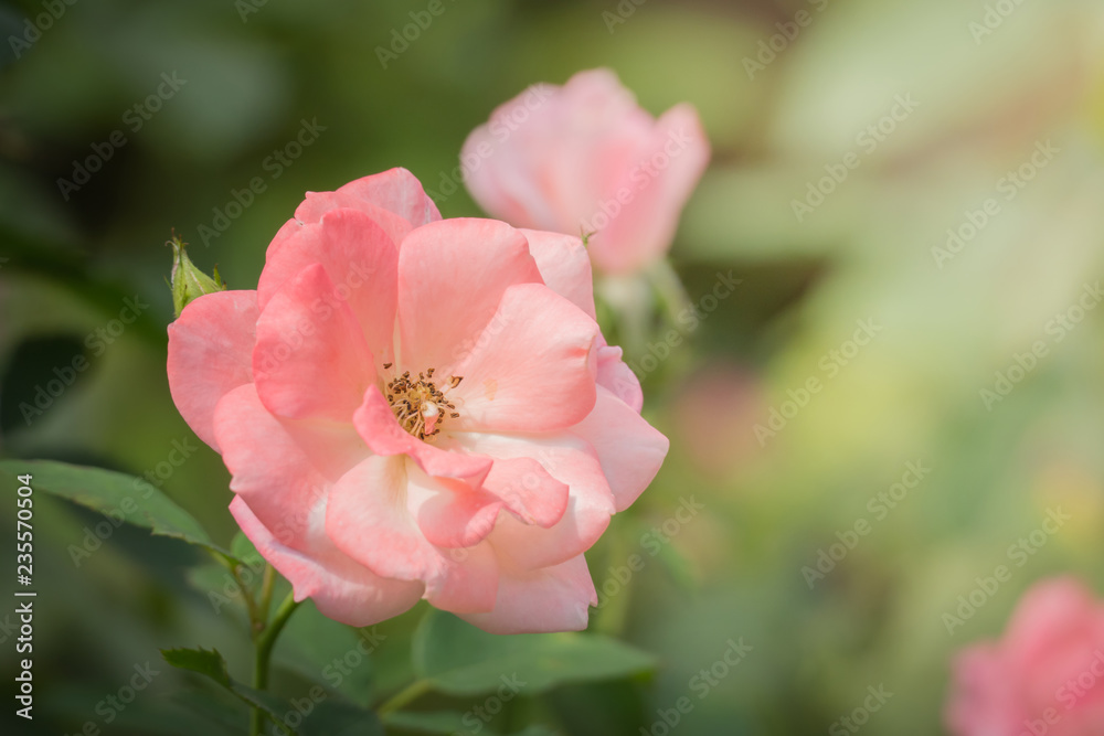 Roses in the garden Roses in the garden
