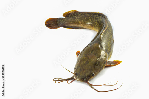 catfish isolated fresh raw catfish photo