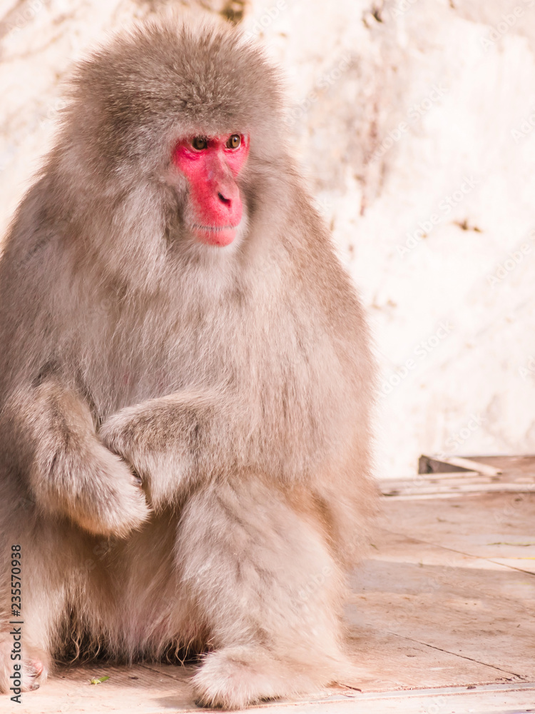 Japanese snow monkeys are enjoying a sunny day Japanese snow monkeys are enjoying a sunny day