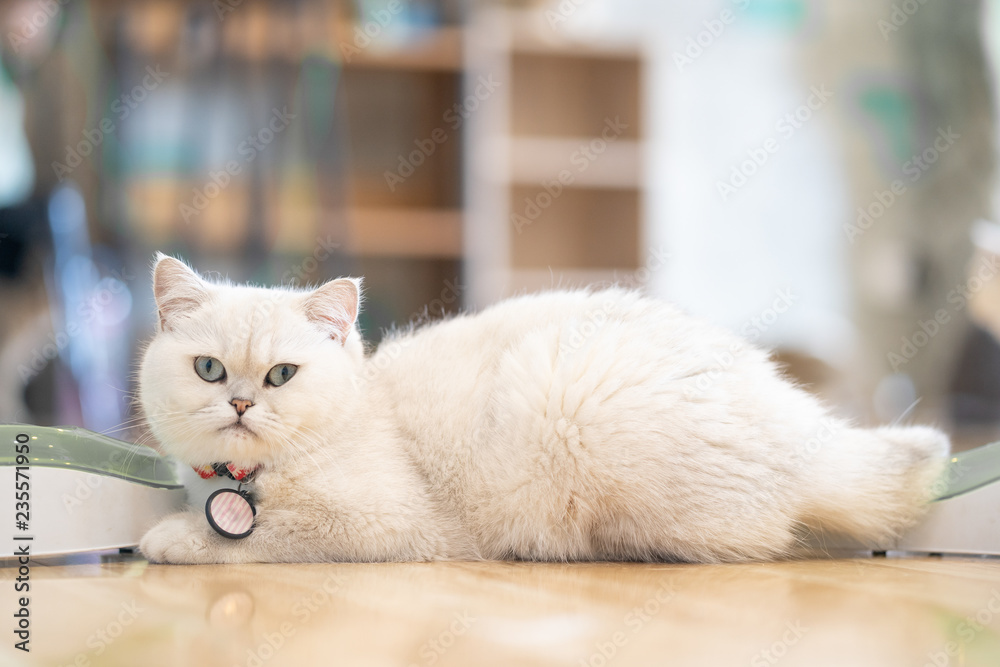 White cat lying on the floor in the room.