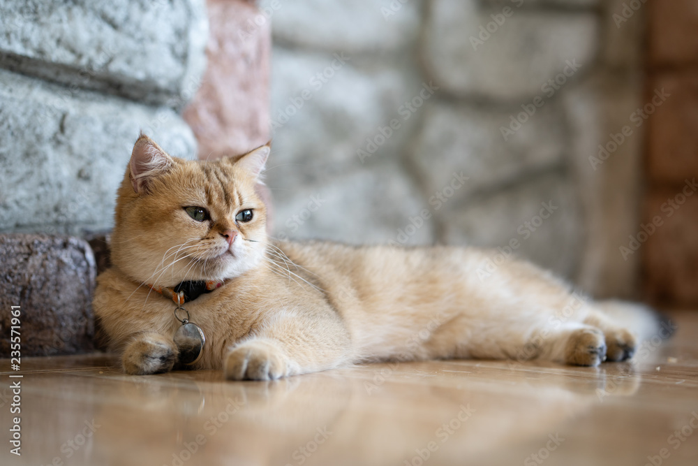 A brown cat sits happily on the floor in the room.
