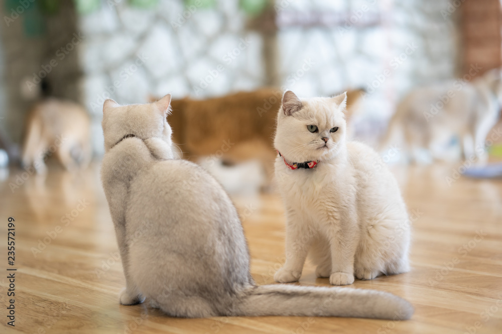 The white-gray cat sits wonderfully on the floor in the room. The white-gray cat sits wonderfully on the floor in the room.