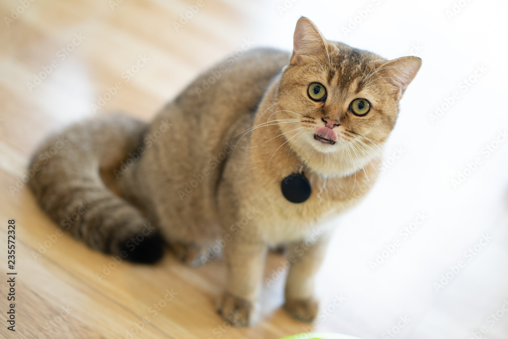 Brown cats sit happily on the floor in the room.