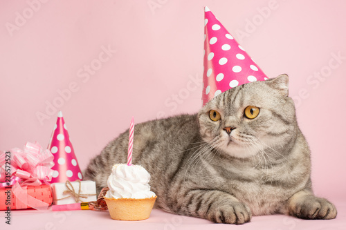 Photography Happy cat or kitty in a festive cap and cupcake celebrates birthday