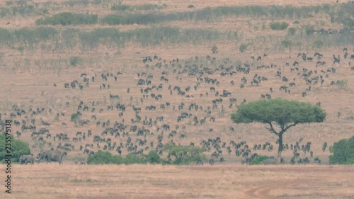 Wildebeest group preparing for migration in Maasai Mara triangle
