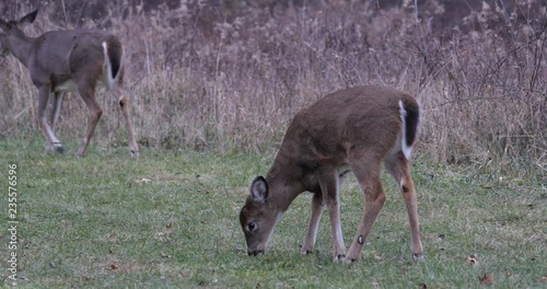 White-tailed button buck deer feeding on grass. 
