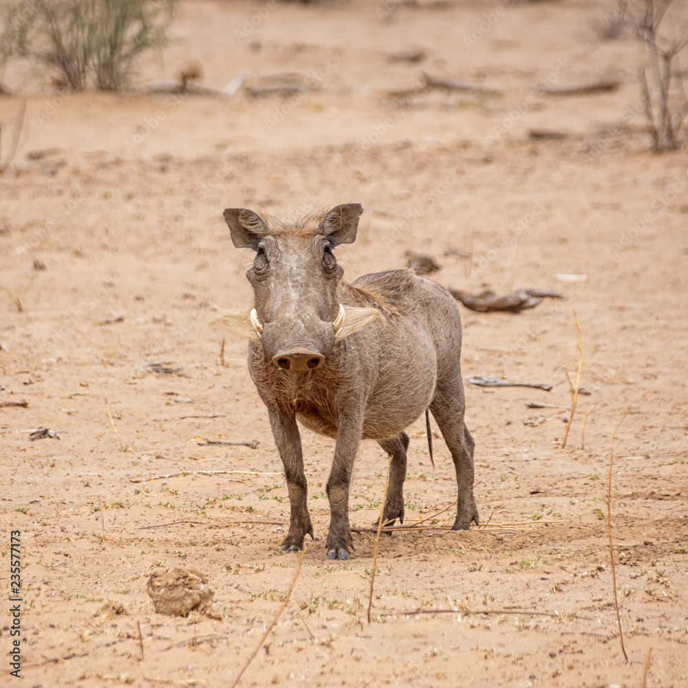 Fototapeta premium Warthog