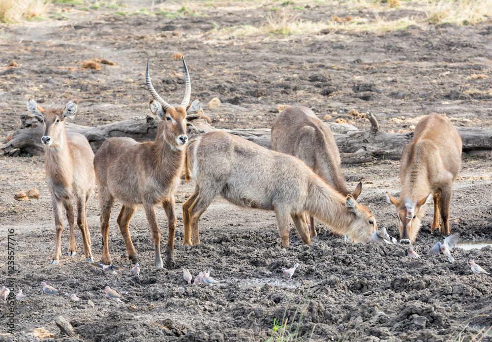 Waterbuck Antelope Waterbuck Antelope