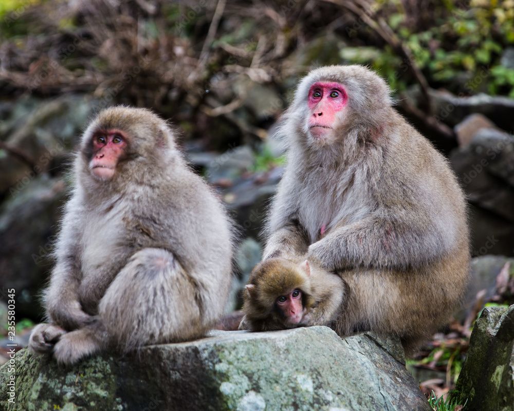 Family of grooming monkeys looking into distance Family of grooming monkeys looking into distance