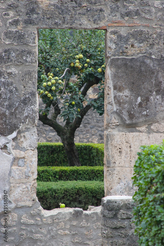 Apple tree through a window in a stone wall, Italy