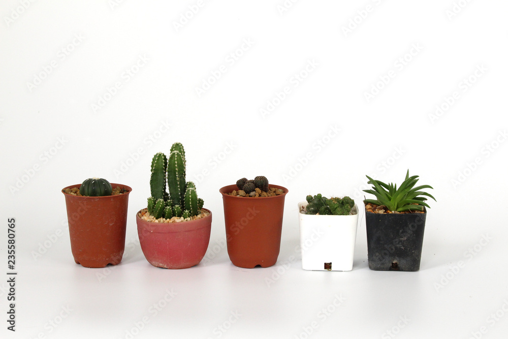 cactus and succulent in pot on white background