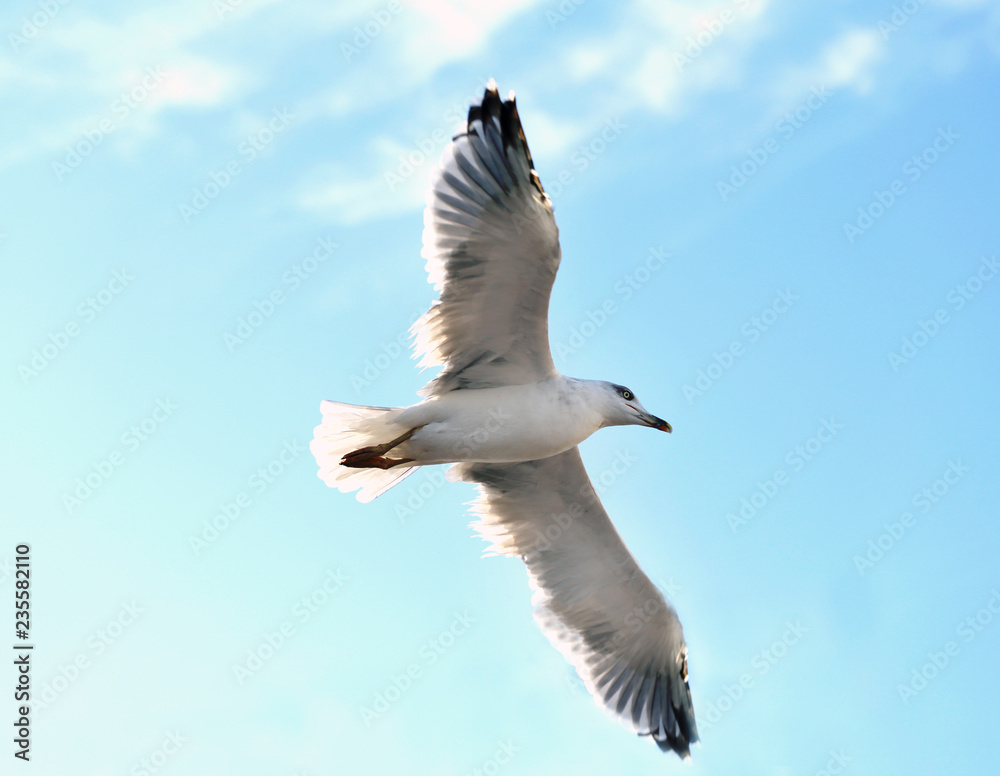 Obraz premium Photo background macro white gull flying