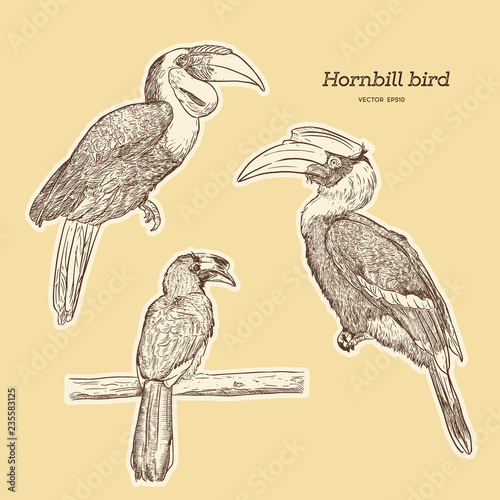  Hornbill, hand draw sketch vector.