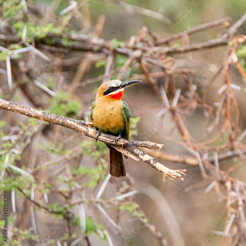 White-fronted Bee-eater