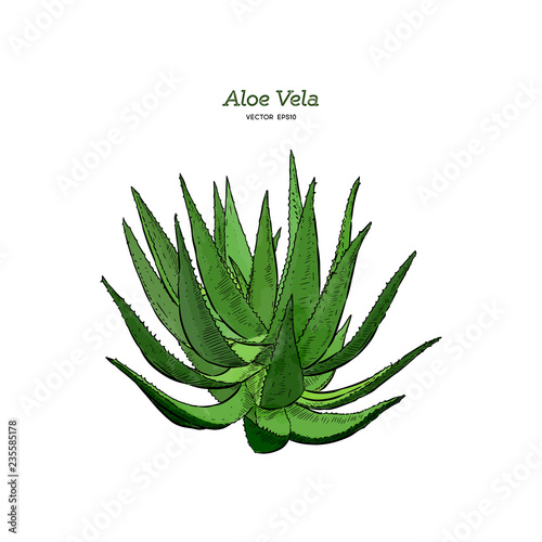 Vector hand drawn botanical Aloe Vera.