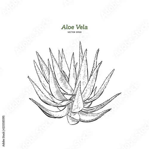 Vector hand drawn botanical Aloe Vera.