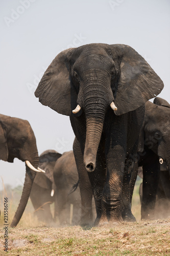 Group of big elephants  Loxodonta africana.