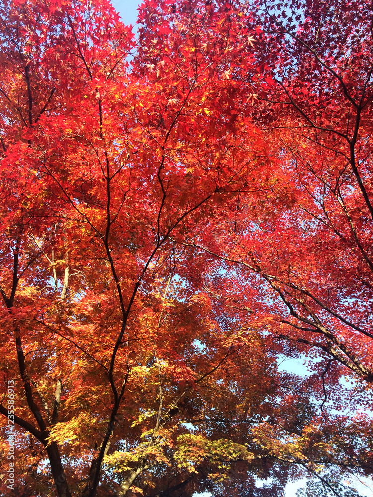 Fall foliage, the leaves change color, red autumn leaves from under the maple tree in Japan. Fall foliage, the leaves change color, red autumn leaves from under the maple tree in Japan.