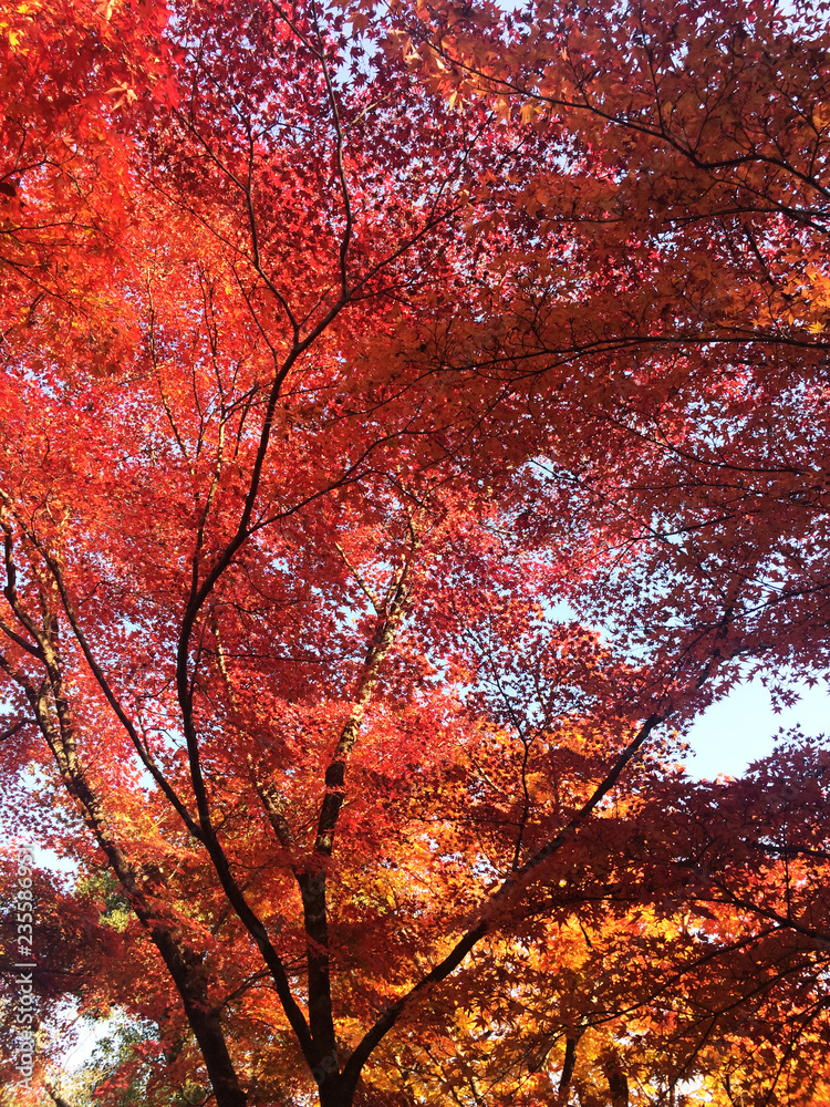 Fall foliage, the leaves change color, red autumn leaves from under the maple tree in Japan. Fall foliage, the leaves change color, red autumn leaves from under the maple tree in Japan.