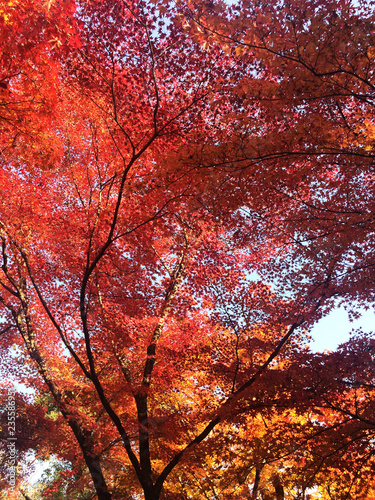 Fall foliage  the leaves change color  red autumn leaves from under the maple tree in Japan.