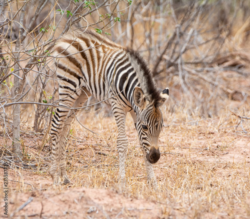 Juvenile Burchell s Zebra