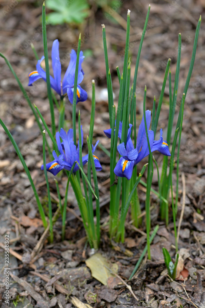 Spring blue iris in garden. Spring flowers. Spring blue iris in garden. Spring flowers.