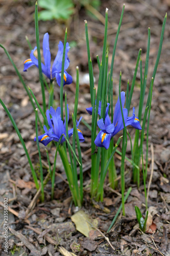 Spring blue iris in garden. Spring flowers.