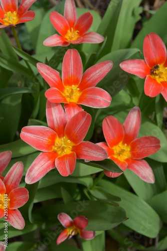 Red tulips, spring flowers in garden.