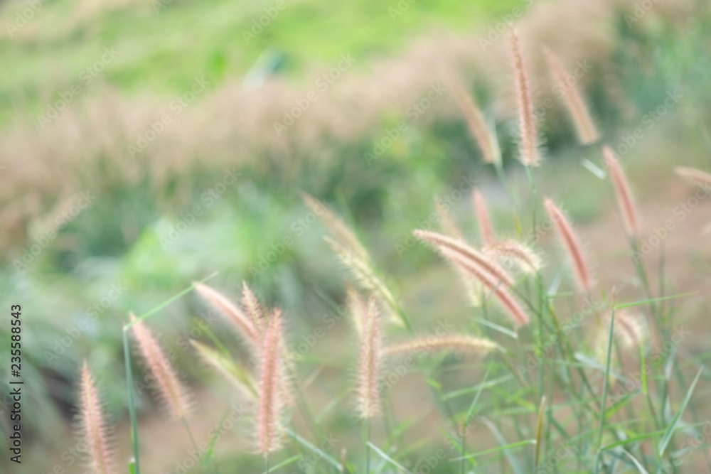 Beautiful grass like a dream born naturally in the mountains. Beautiful grass like a dream born naturally in the mountains.