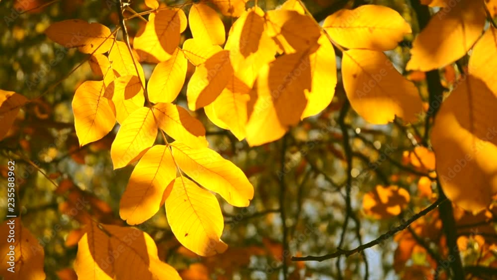 Yellow leaf on branch on background of blurred yellow leaves and blue sky close-up autumn day. Autumn Leaves swinging on tree. Beautiful autumn natural backdrop. Sunny warm autumn concept. Yellow leaf on branch on background of blurred yellow leaves and blue sky close-up autumn day. Autumn Leaves swinging on tree. Beautiful autumn natural backdrop. Sunny warm autumn concept.