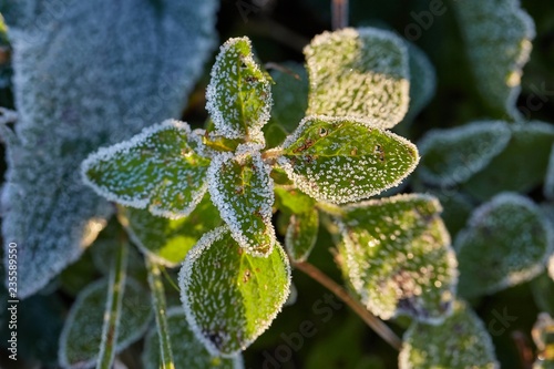 Frozen leaves with frost photo