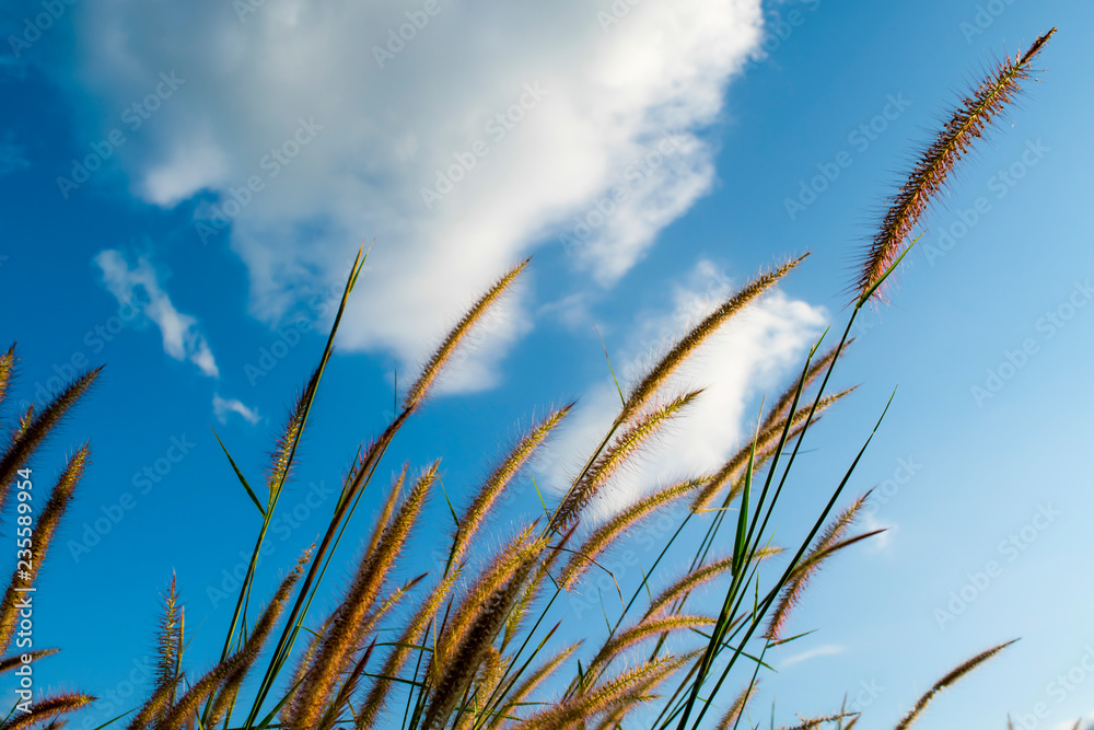 Pennisetum flower soft Pennisetum flower soft