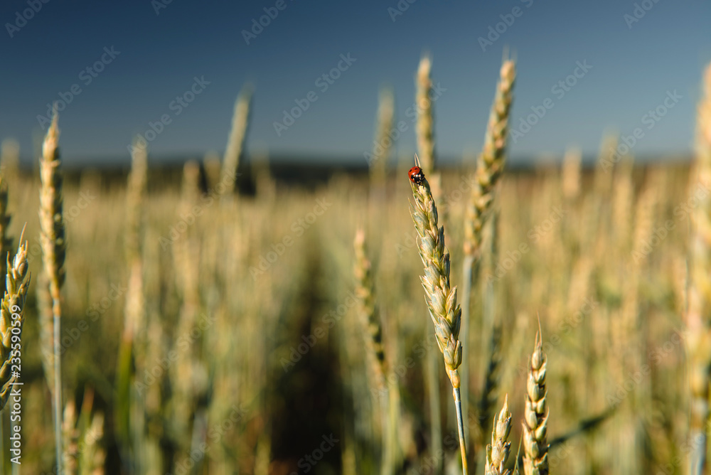 Fototapeta premium Wheat field with a ladybug and countryside scenery.
