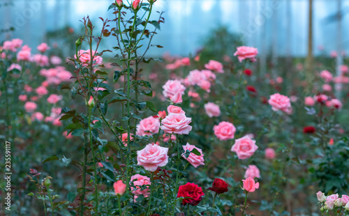 Roses blooming in the garden, this is the flower symbol of love just beautiful but many thorns © huythoai