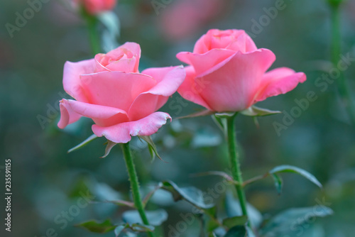 Roses blooming in the garden, this is the flower symbol of love just beautiful but many thorns