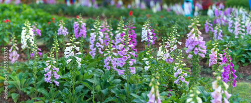 Digitalis or foxglove with mauve flowers with purple spots. Amazing flower background at festival in spring colorful bloom, beautiful blossom on branch of tree © huythoai