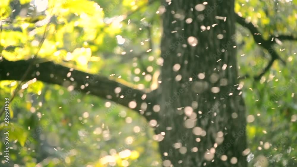 Small white insects midges close-up in air in the forest background. Summer warm sunny atmosphere in the wild natural