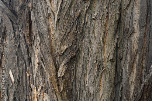 robinia tree bark tecture bakground