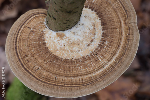 brown polypore fungus on tree macro