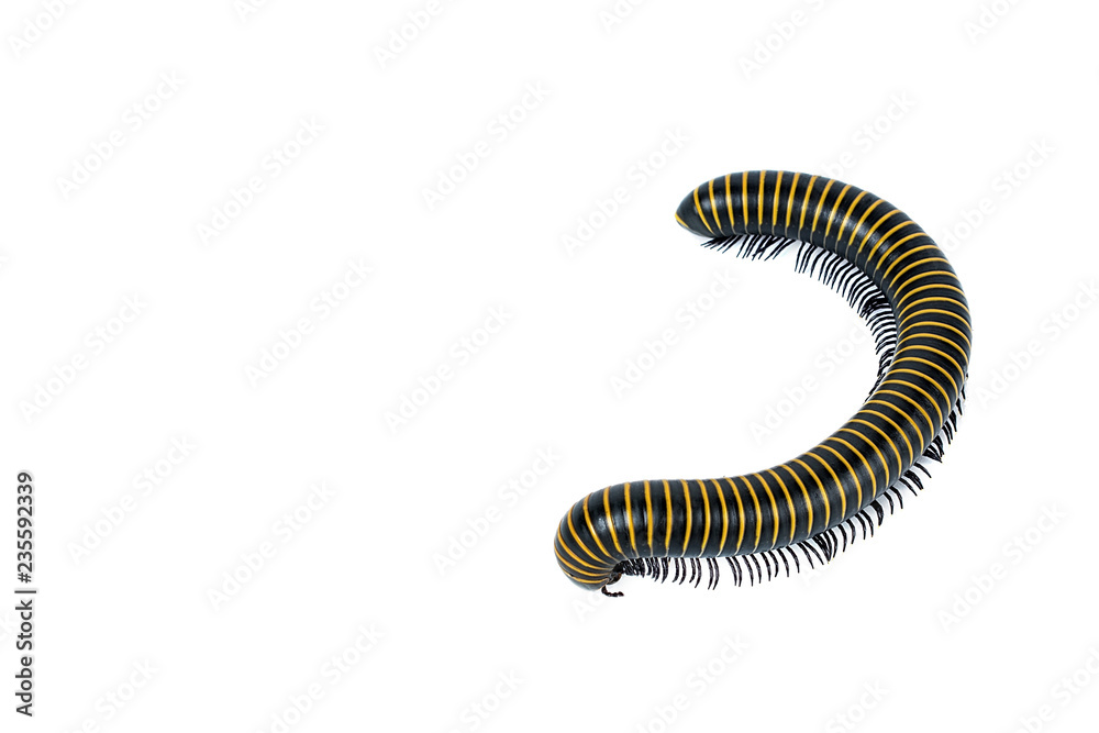millipede/insect