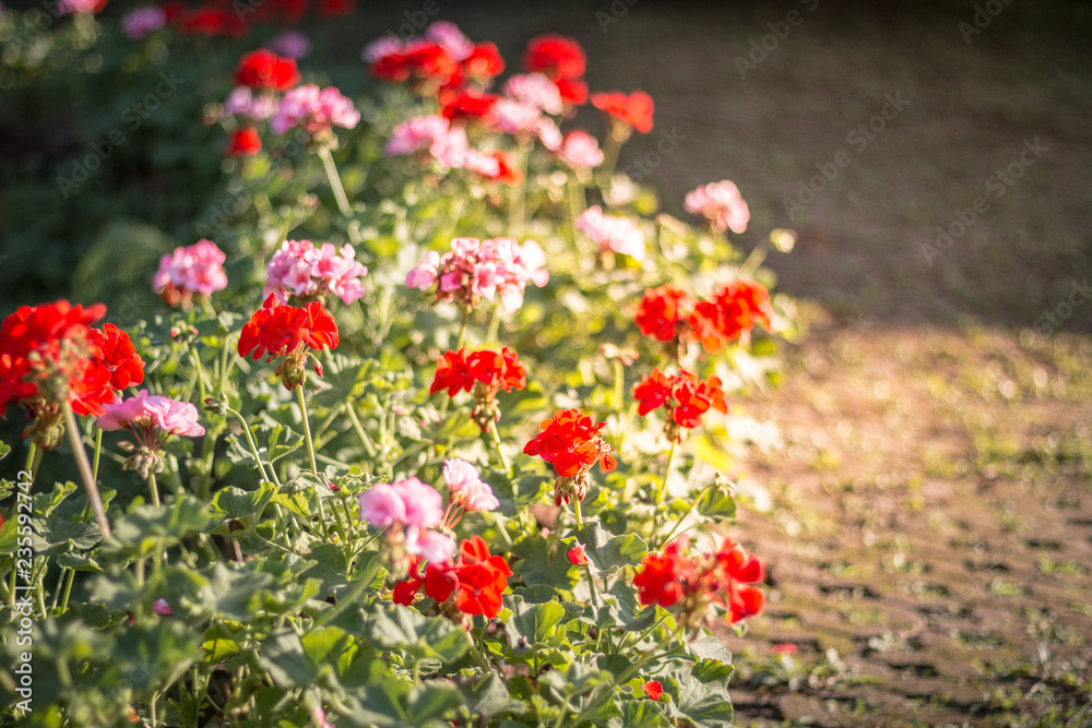 Beautiful flowers in the garden