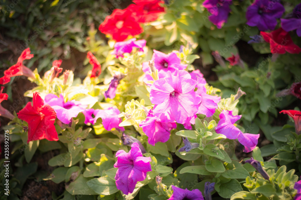 Beautiful flowers in the garden Beautiful flowers in the garden