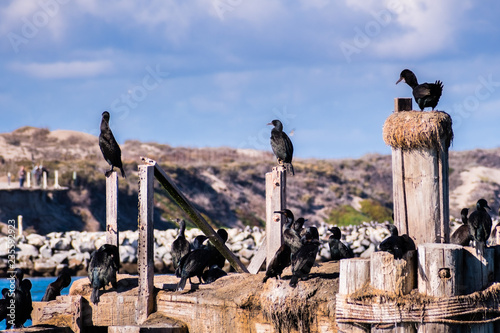 Cormorants sitting on a wooden platforms and posts at the entrance to Moss Beach harbor, Monterey Bay, Pacific Ocean coastline, California